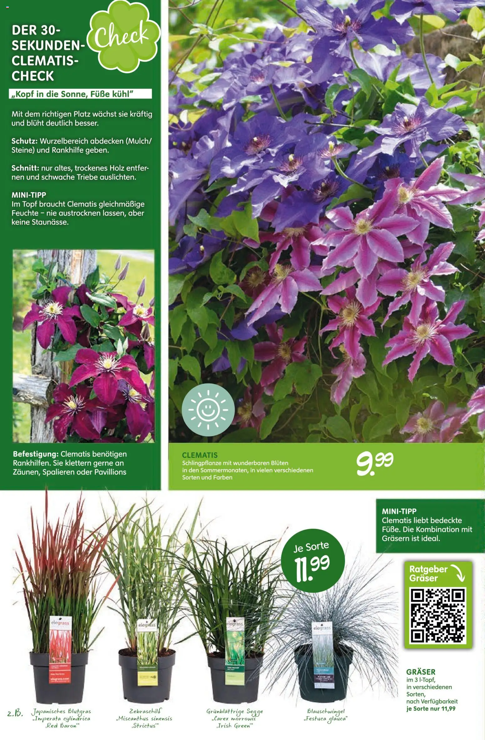 Blumen Risse Prospekt Blumenmarkt – gültig ab 16.04.2026 | Seite: 8