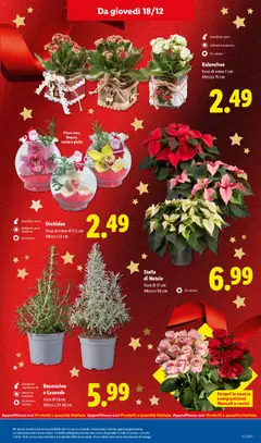 Anteprima del volantino Rosmarino o Lavanda, Vaso Ø 13 cm Altezza 33-36 cm valido a partire dal 15.12.2025 | Pagina: 33 | Prodotti: Rosmarino, Lavanda, Orchidea, Vaso