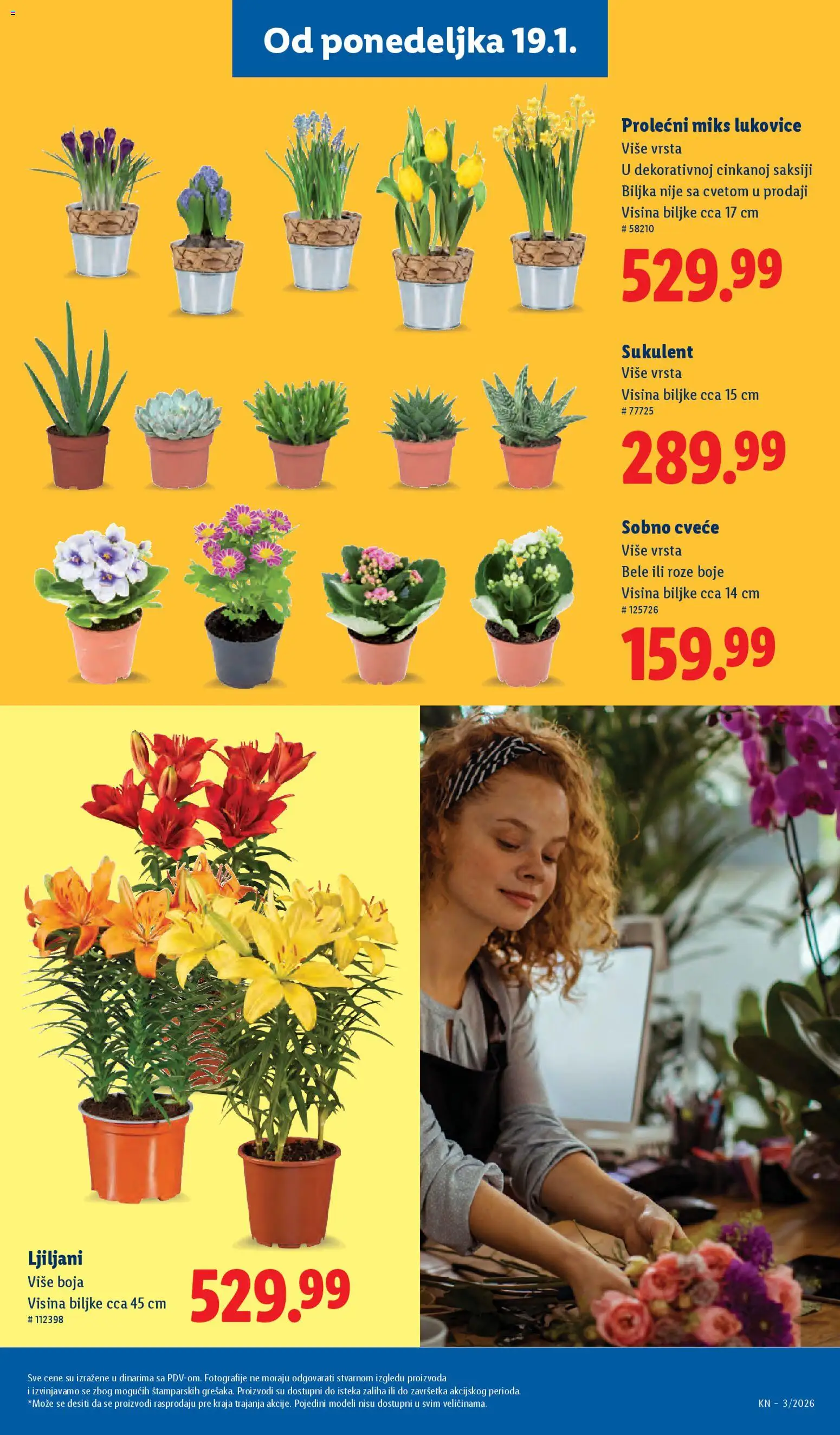 Lidl katalog - važi od 15.01.2026 | Strana: 41 | Proizvode: Cvece