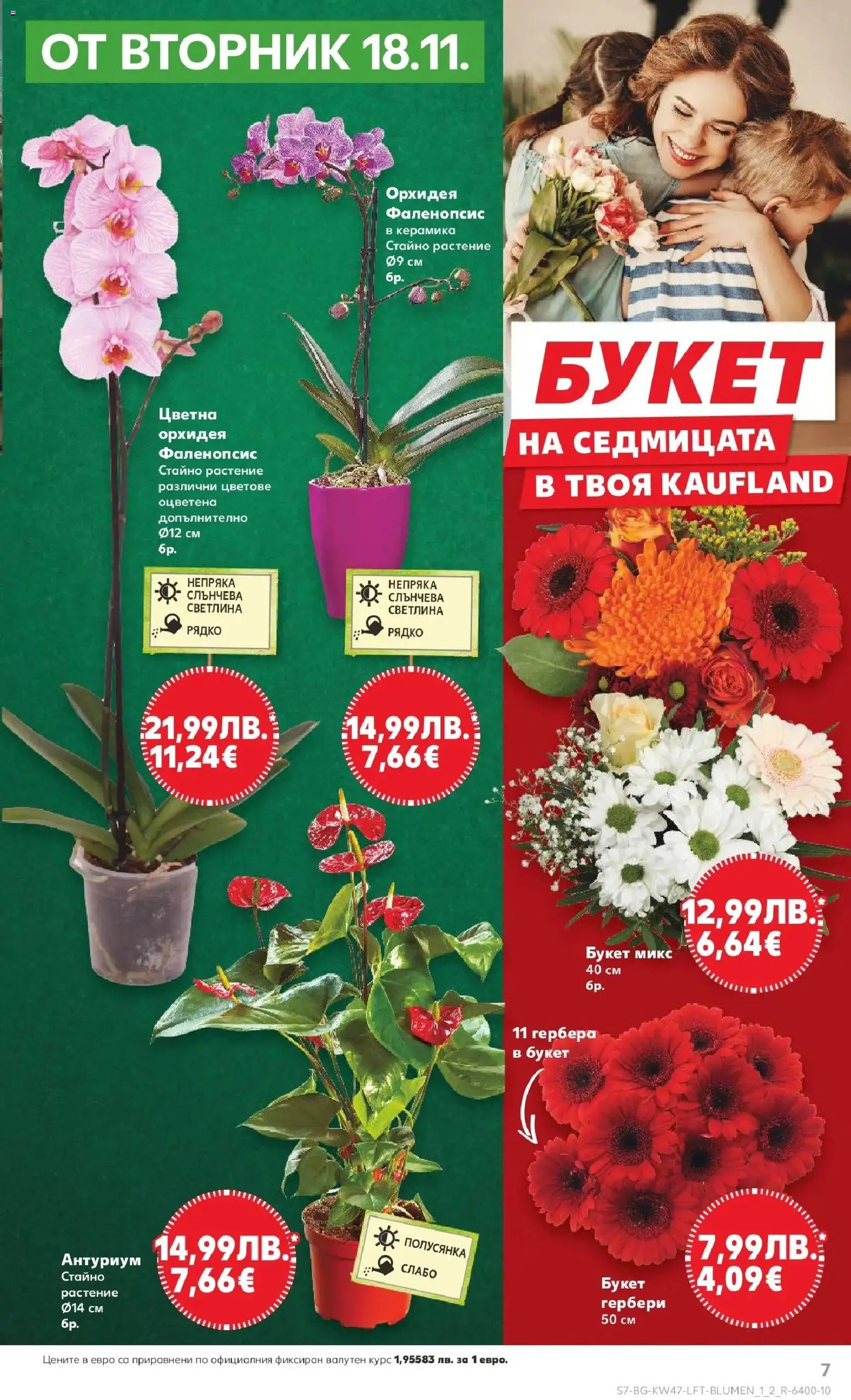 {H1} | Страница: 7 | Продукти: Орхидея