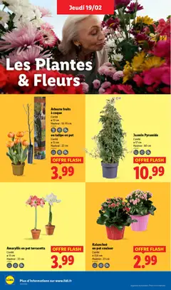 LIDL - Prévisualisation de Amaryllis en pot terracotta, L'unité Ø 13 cm Hauteur: 22 cm valide à partir de 19.02.2026 | Page: 28