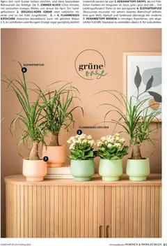 Dehner Flugblatt ab 05.03.2026 gültig | Seite: 81 | Produkte: Orangen