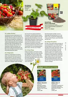 Bauhaus Reiche Ernte Magazin 2025 ab 01.07.2025 gültig | Seite: 55 | Produkte: Erdbeeren, Obst