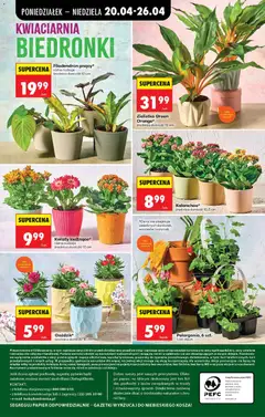 Pogląd oferty "Kwiaty kwitnące*, różne rodzaje, średnica doniczki 12 cm" - ważna od 20.04.2026 | Strona: 105