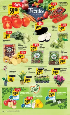 Náhled letáku Albert leták - Hypermarket - Brno od 18.03.2026 | Strana: 31 | Produkty: Rajčata, Špenát, Brambory, Tulipány