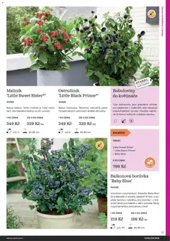 Náhled letáku Starkl katalog od 25.02.2026 | Strana: 17 | Produkty: Ovoce, Květináče, Květináč