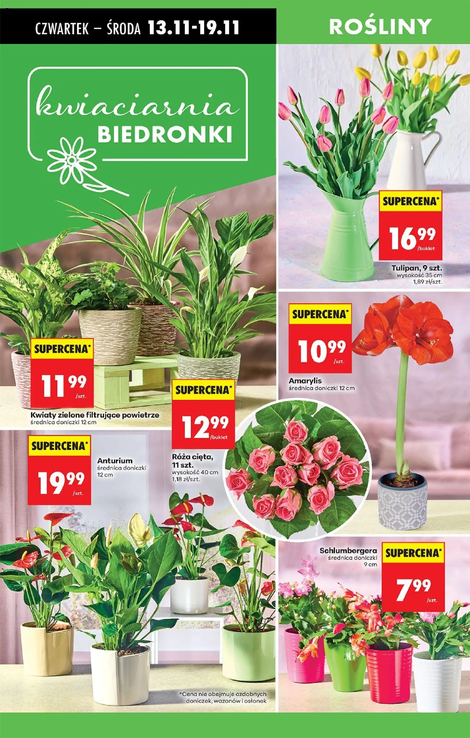 Biedronka gazetka - Oferta w tym tygodniu od 13.11.2025 | Strona: 83 | Produkty: Amarylis, Rosliny, Doniczki, Kwiaty
