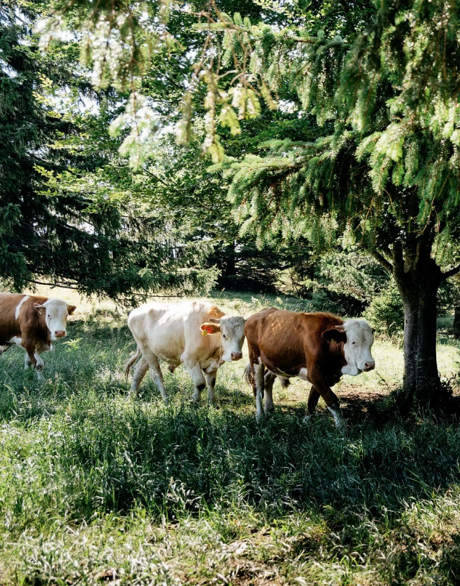 Radatz Schmeckt gültig ab 01.11.2025 | Seite: 12