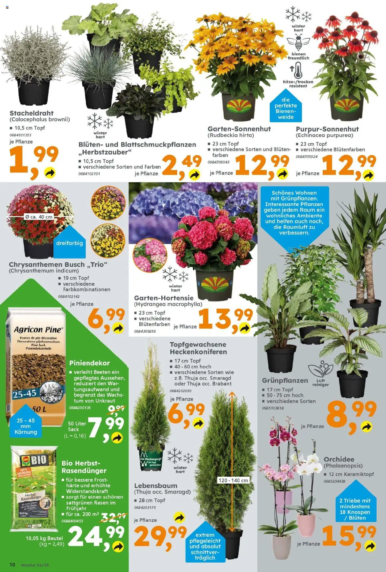 Globus Baumarkt prospekt Königsbrunn	 – gültig ab 31.08.2025 | Seite: 10 | Produkte: Orchidee