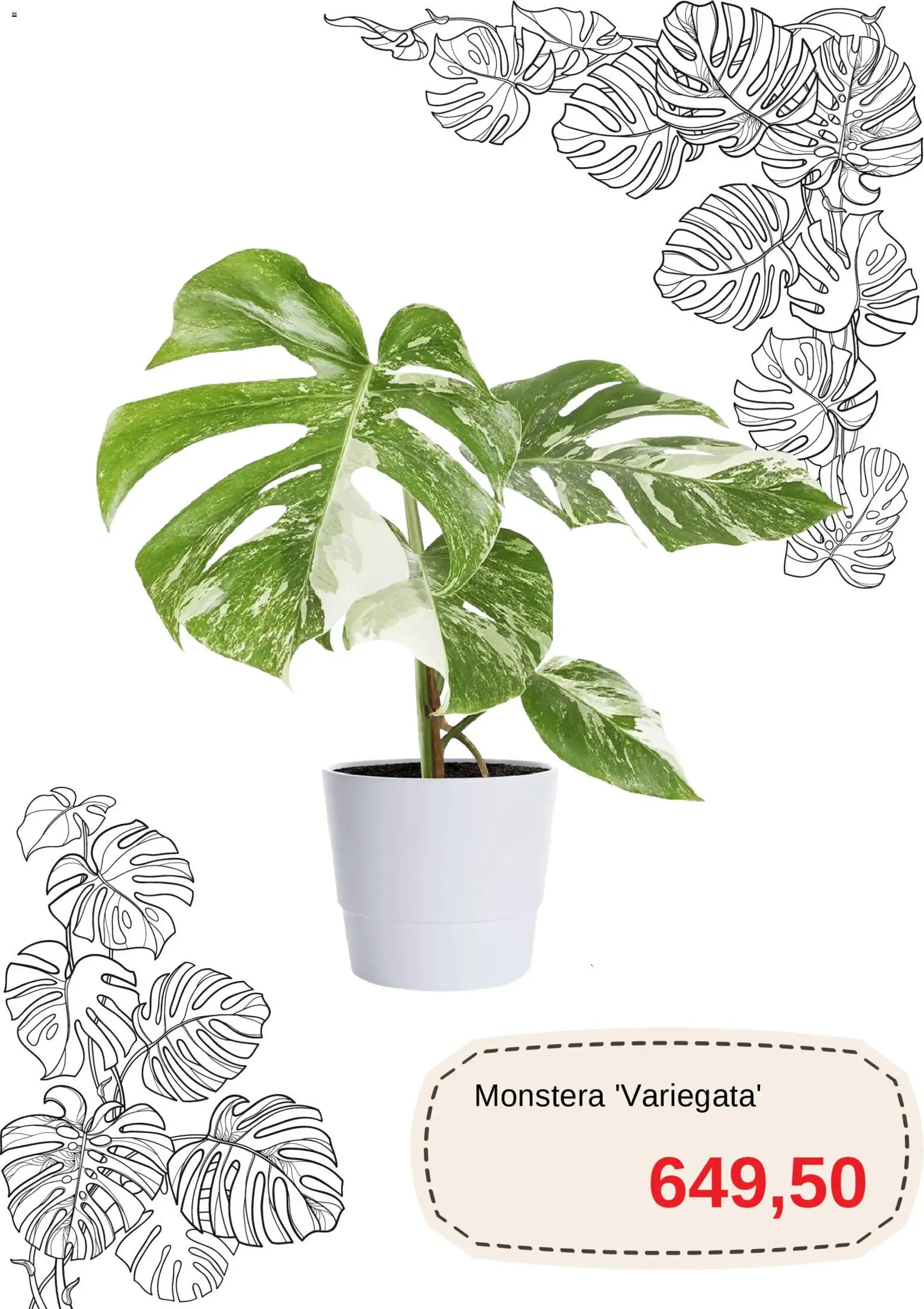 Blomsterlandet reklamblad aktuell från 11.03.2026 | Sida: 2