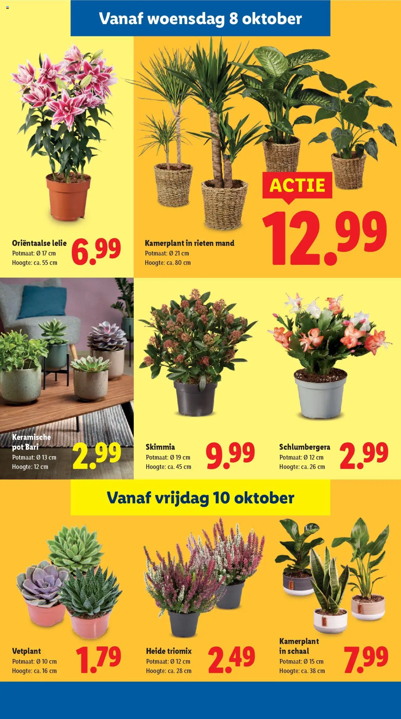 {H1} | Pagina: 36 | Producten: Pot, Schaal, Mand