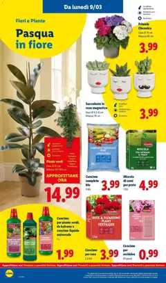 Anteprima del volantino Succulente in vaso magnetico, Vaso Ø 5,5-6 cm Altezza 14 cm valido a partire dal 09.03.2026 | Pagina: 36