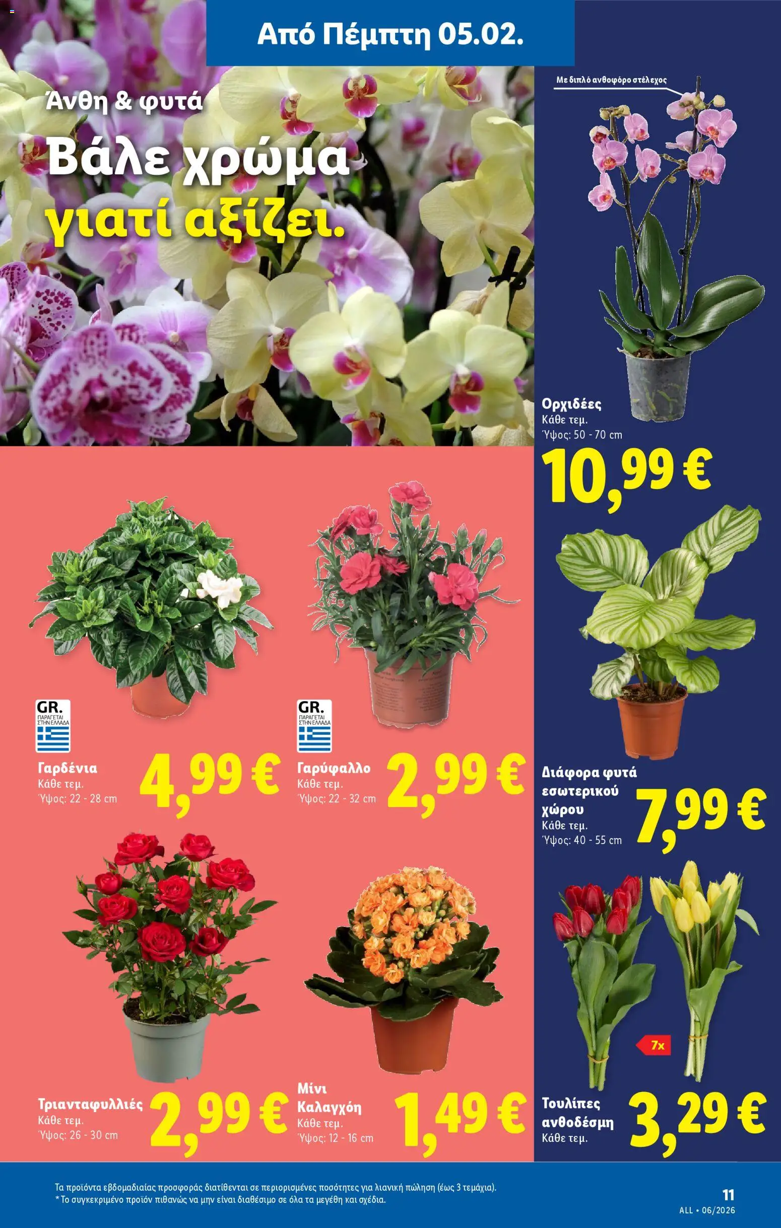  | Σελίδα: 39 | Προϊόντα: Γαρύφαλλο