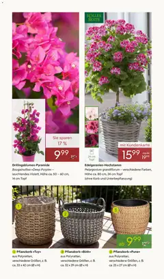 Pflanzen-Kölle Prospekt 	 ab 07.04.2026 gültig | Seite: 2