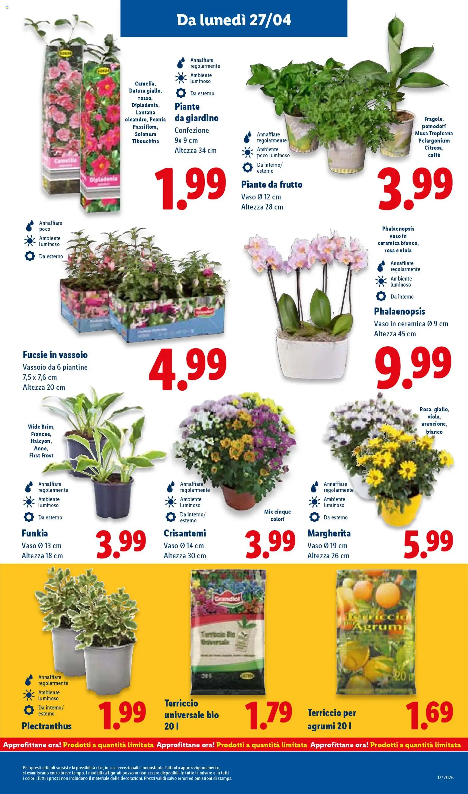 Volantino Lidl del 23.04.2026 | Pagina: 41 | Prodotti: Agrumi, Crisantemi, Vassoio, Vaso