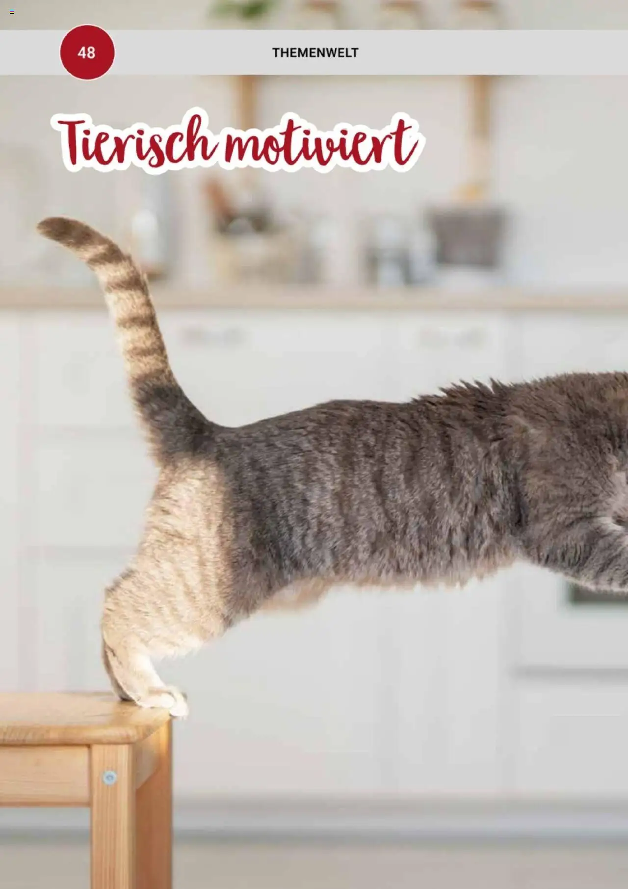 zookauf Themenkatalog Katze – gültig ab 01.10.2025 | Seite: 48