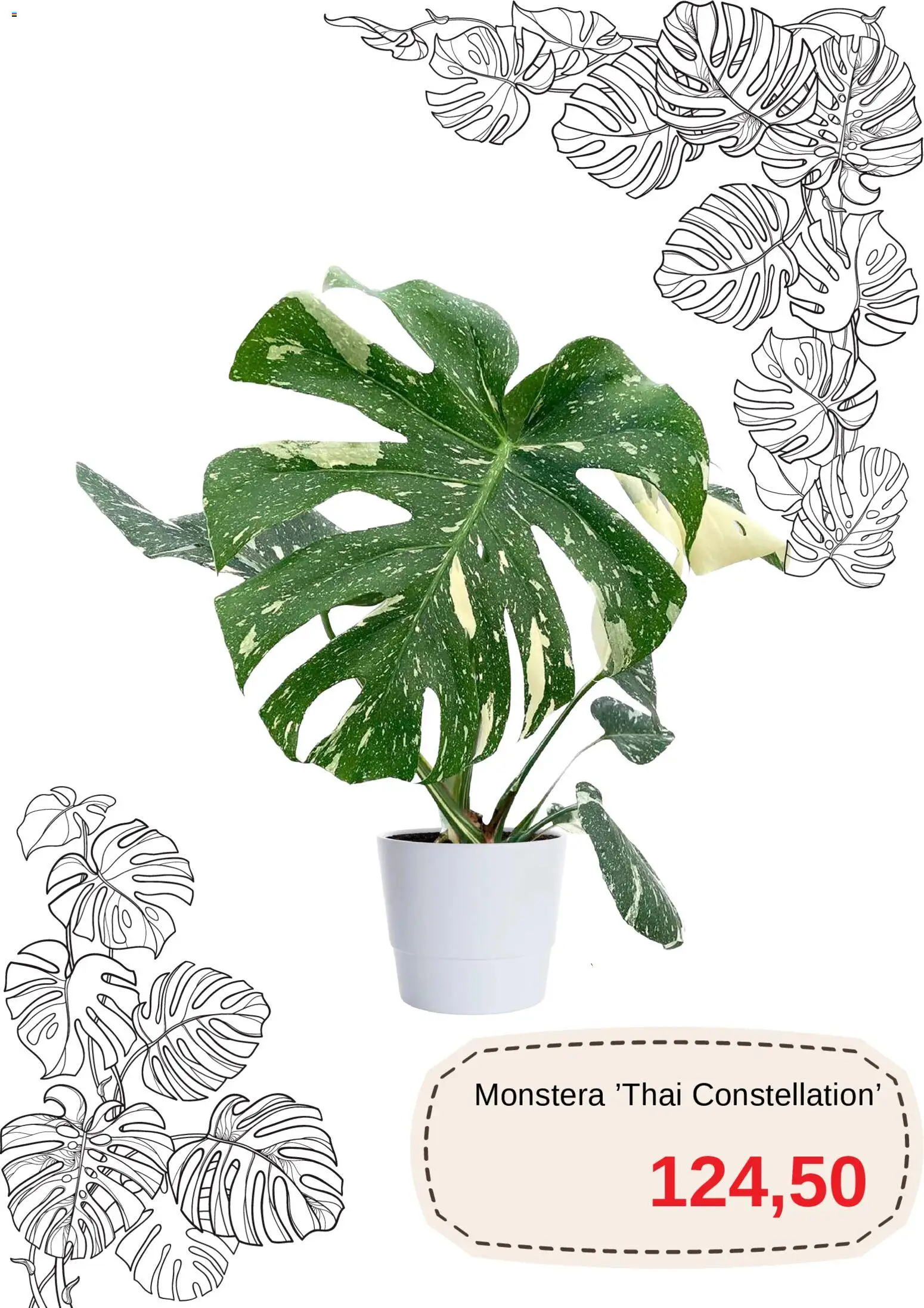 Blomsterlandet reklamblad aktuell från 01.11.2025 | Sida: 2