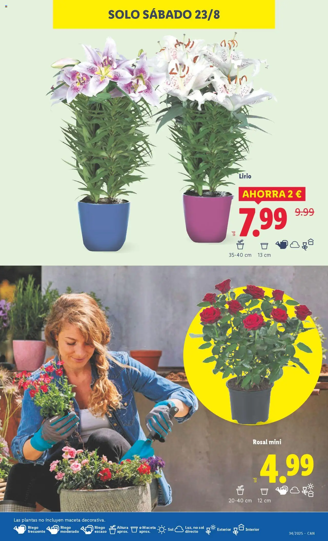 Lidl - Canarias │ válido desde el 18.08.2025 | Página: 41 | Productos: Maceta