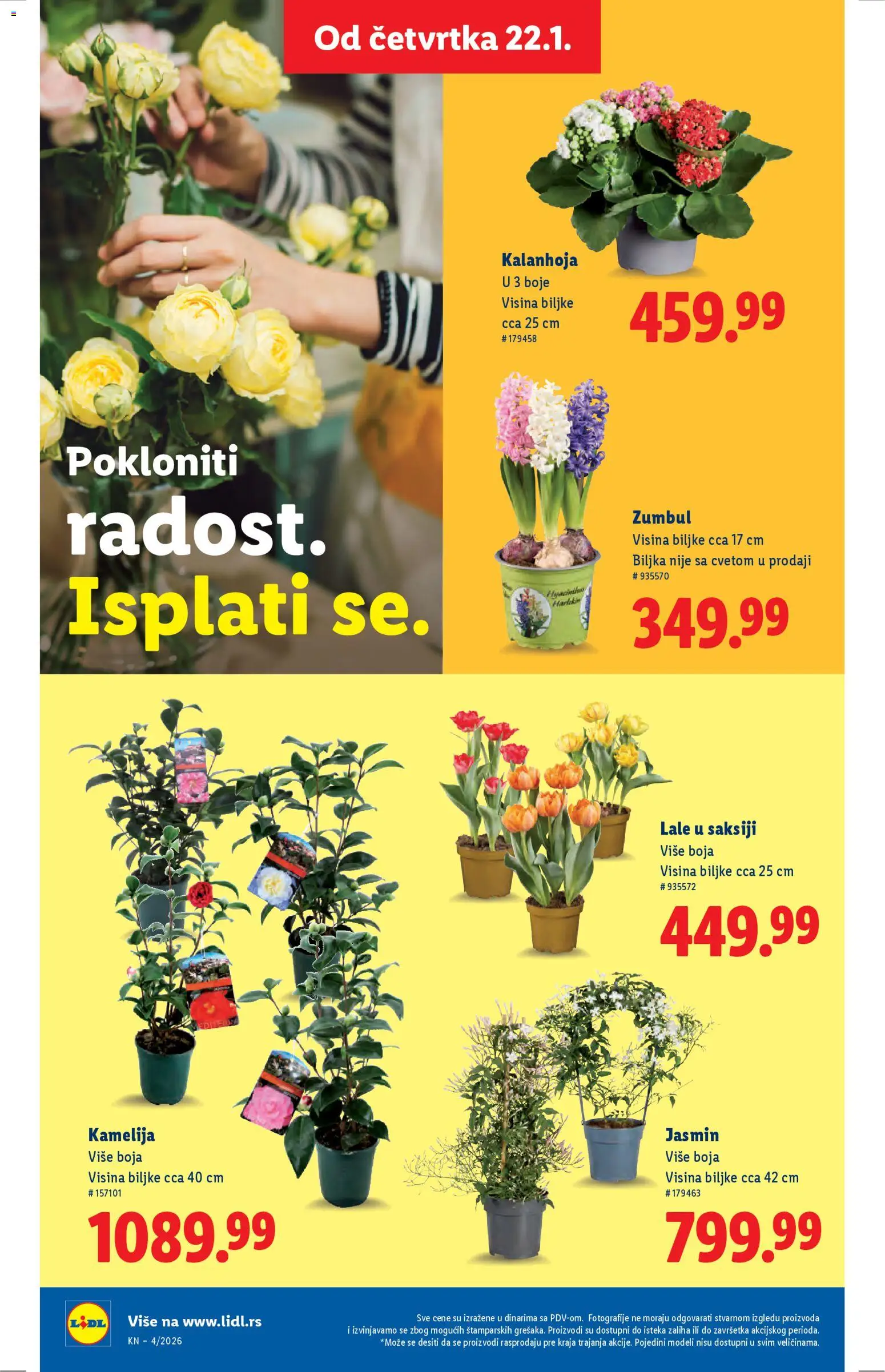 Lidl katalog - važi od 22.01.2026 | Strana: 48 | Proizvode: Kalanhoja, Lale