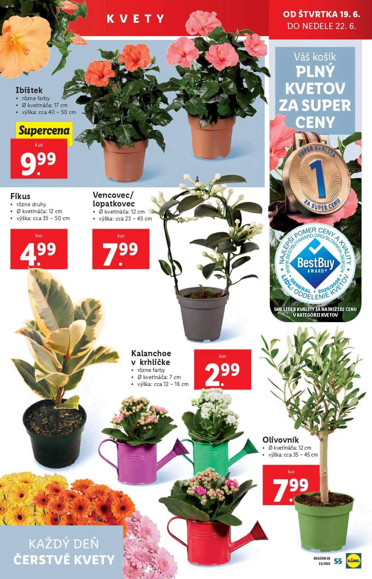 Lidl leták │ platný od 16.06.2025 | Strana: 77 | Produkty: Kvety