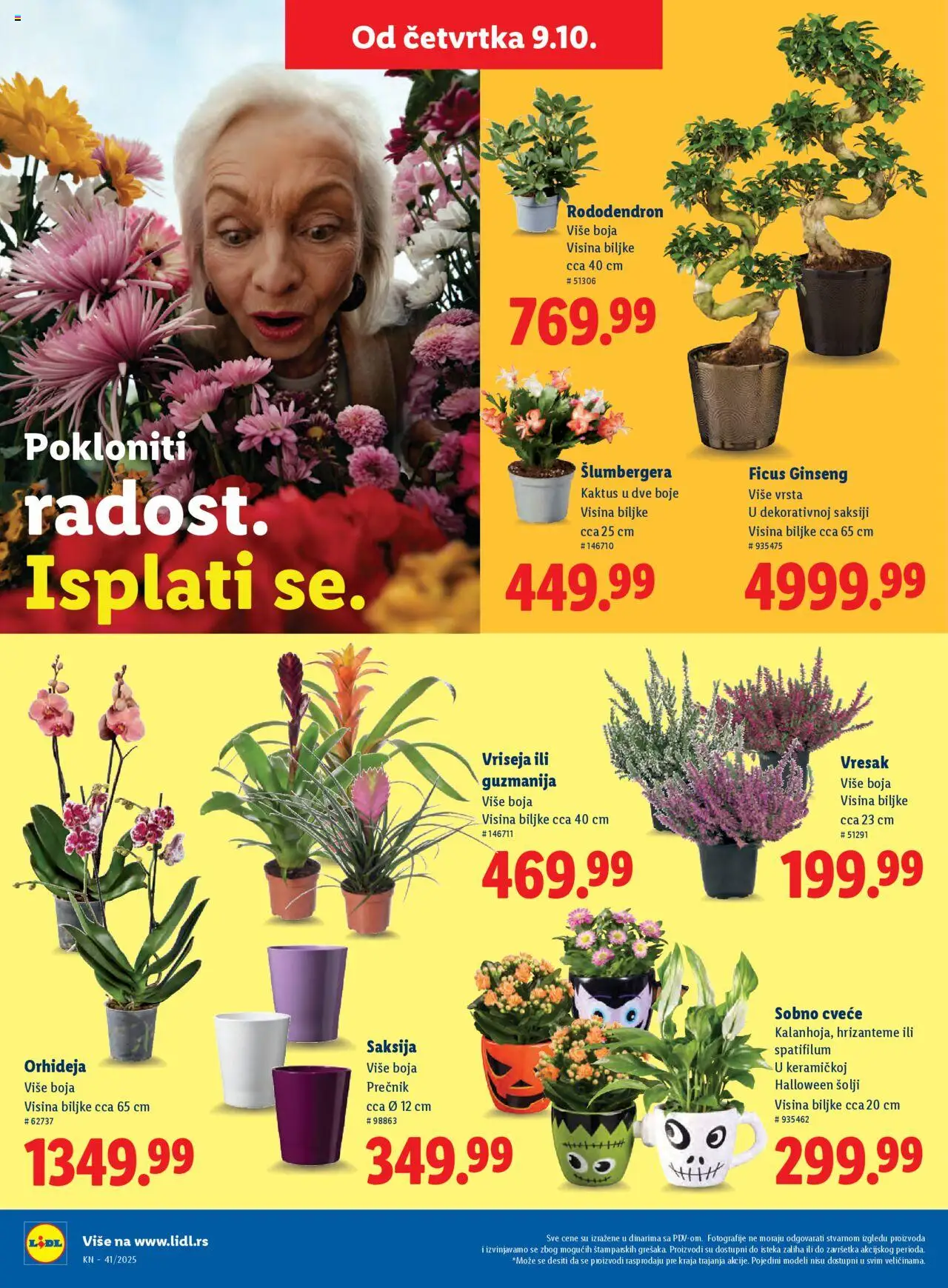 Lidl katalog - važi od 09.10.2025 | Strana: 46 | Proizvode: Saksija, Orhideja, Cvece