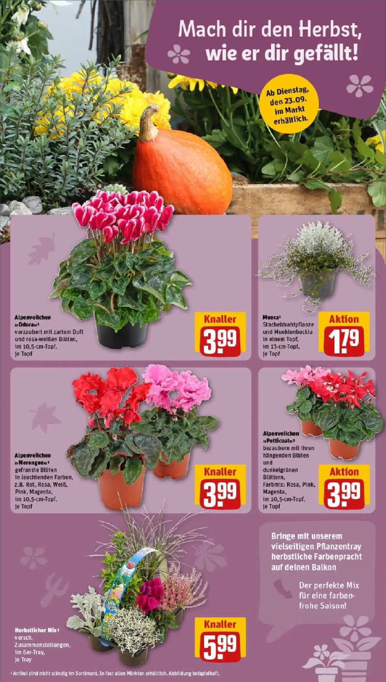 Rewe prospekt Bad Blankenburg	 – gültig ab 21.09.2025 | Seite: 13 | Produkte: Duft