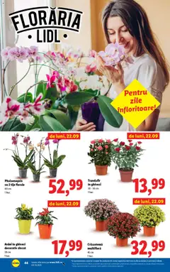 Noul catalog Lidl – valabil de la 22.09.2025 | Pagină: 44 | Produse: Trandafir, Ghiveci, Ardei