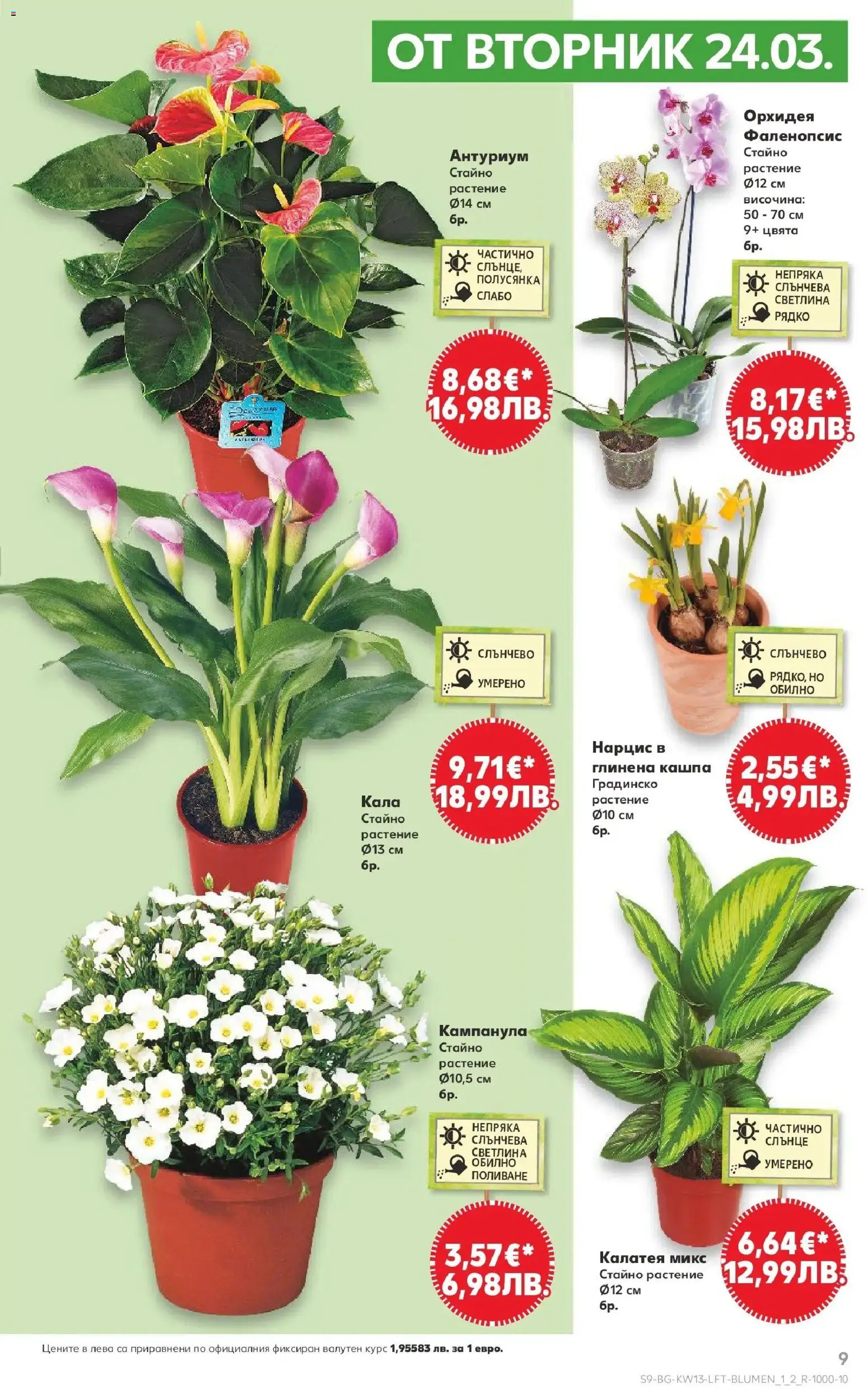 {H1} | Страница: 9 | Продукти: Кашпа, Орхидея