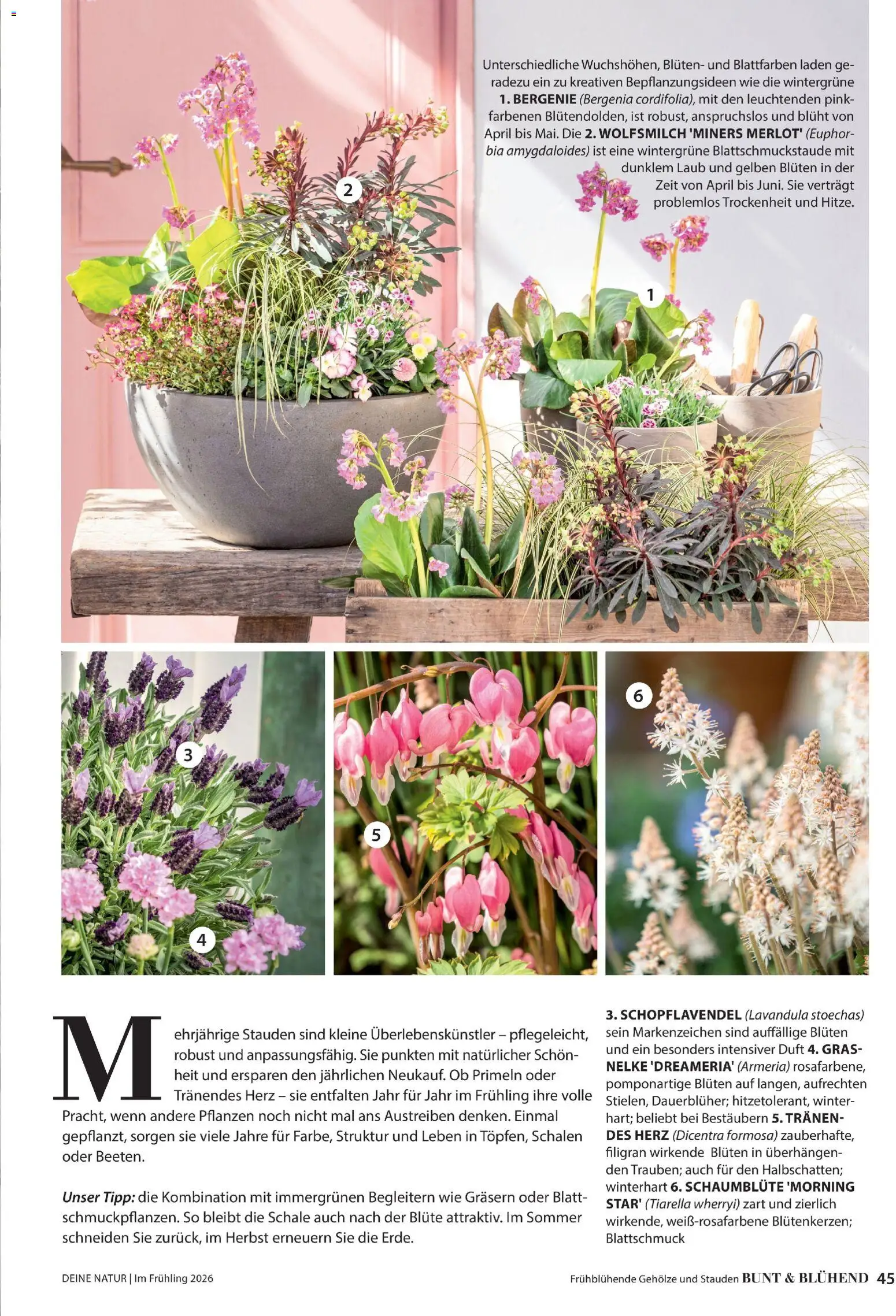 Dehner Flugblatt gültig ab 05.03.2026 | Seite: 45 | Produkte: Duft