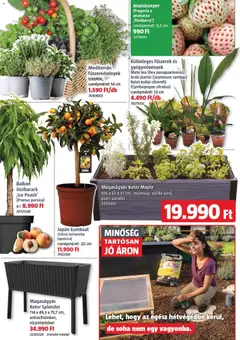 Bauhaus akciós újság - amely érvényes a következő dátumtól: 02.04.2026 | Oldal: 4 | Termékek: Őszibarack, Fűszerek, Magaságyás, Tea