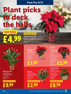 Preview of Lidl - Lidl Weekly valid from 11.12.2025 | Page: 22