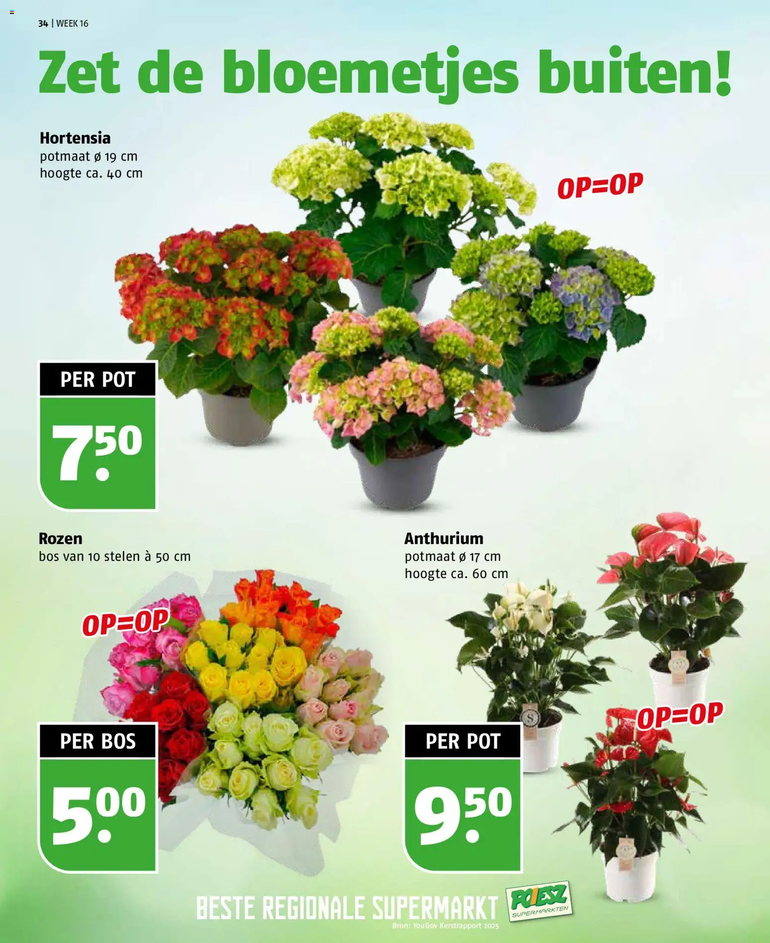 {H1} | Pagina: 34 | Producten: Pot