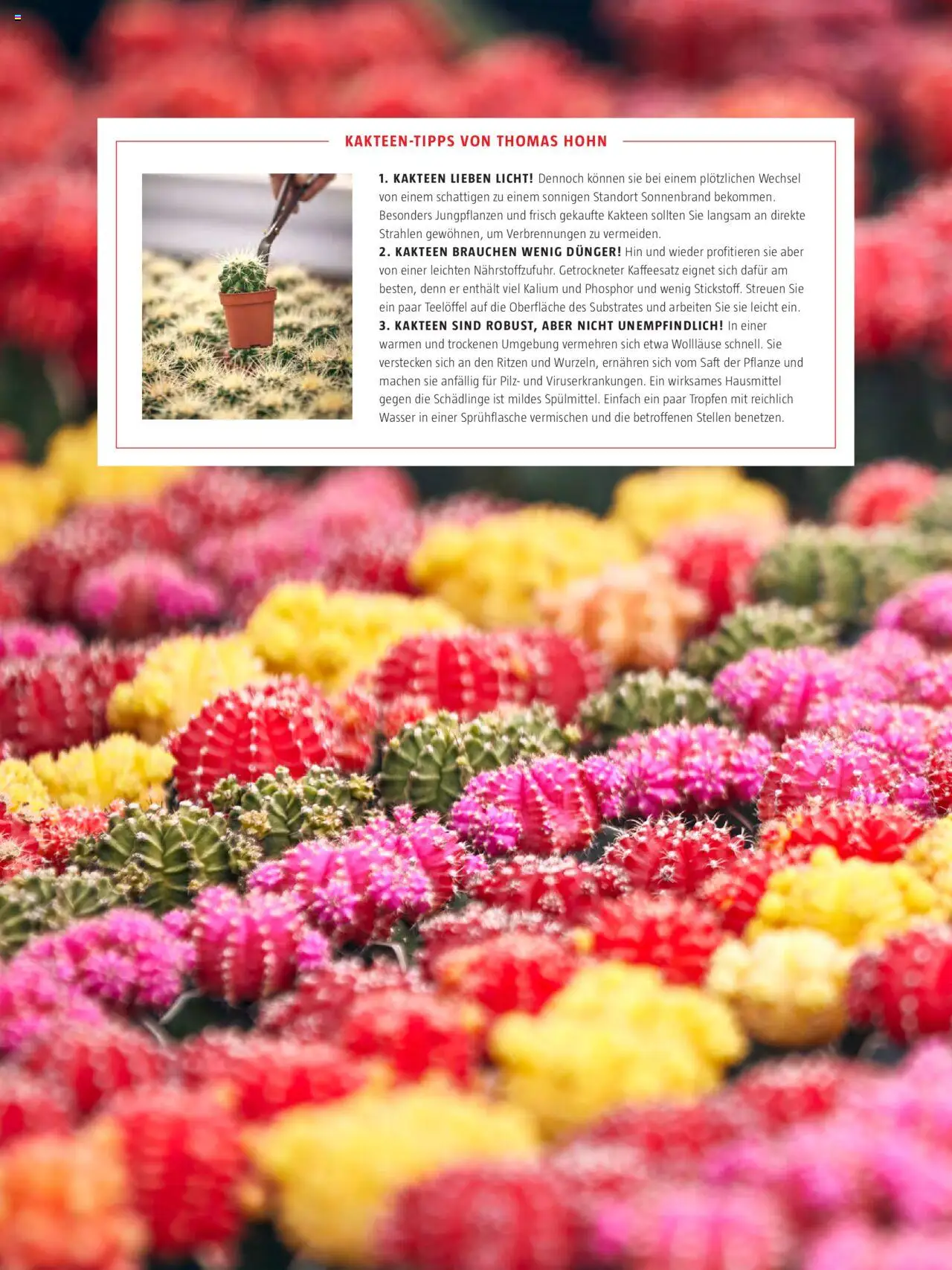 Bauhaus Passt! gültig ab 01.10.2025 | Seite: 31 | Produkte: Wasser, Saft