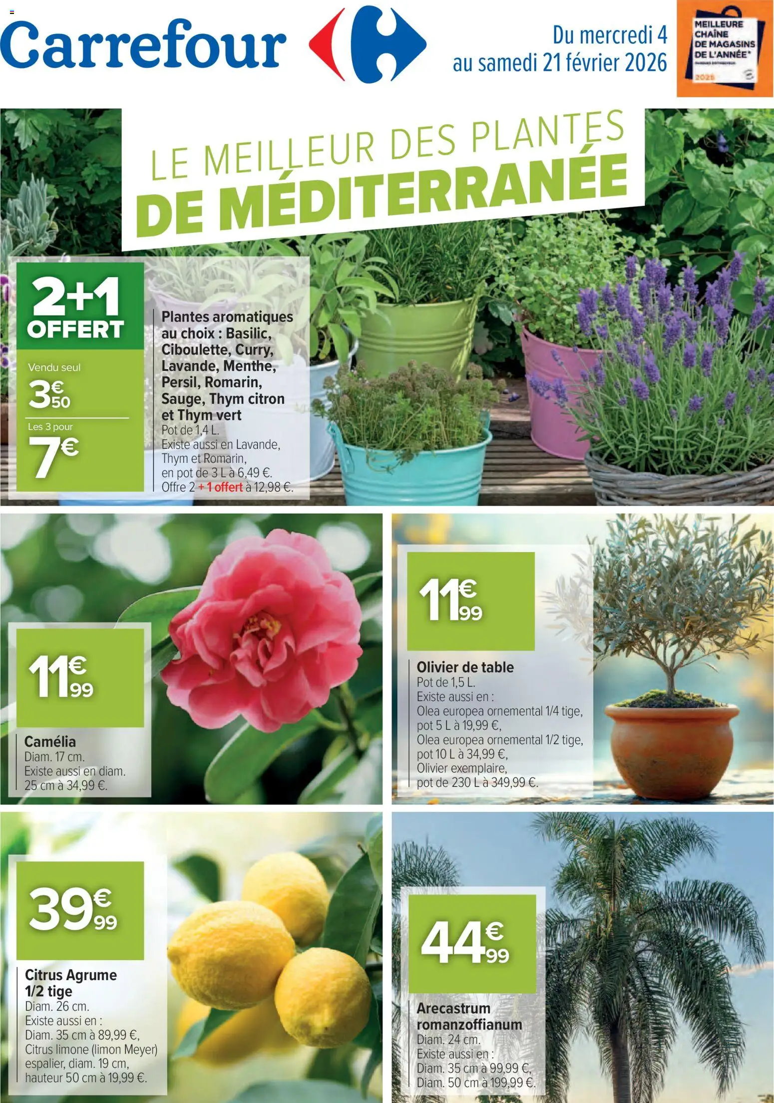 {H1} | Page: 1 | Produits: Camelia, Plantes, Olivier, Table