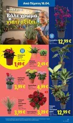  | Σελίδα: 35 | Προϊόντα: Γαρύφαλλο