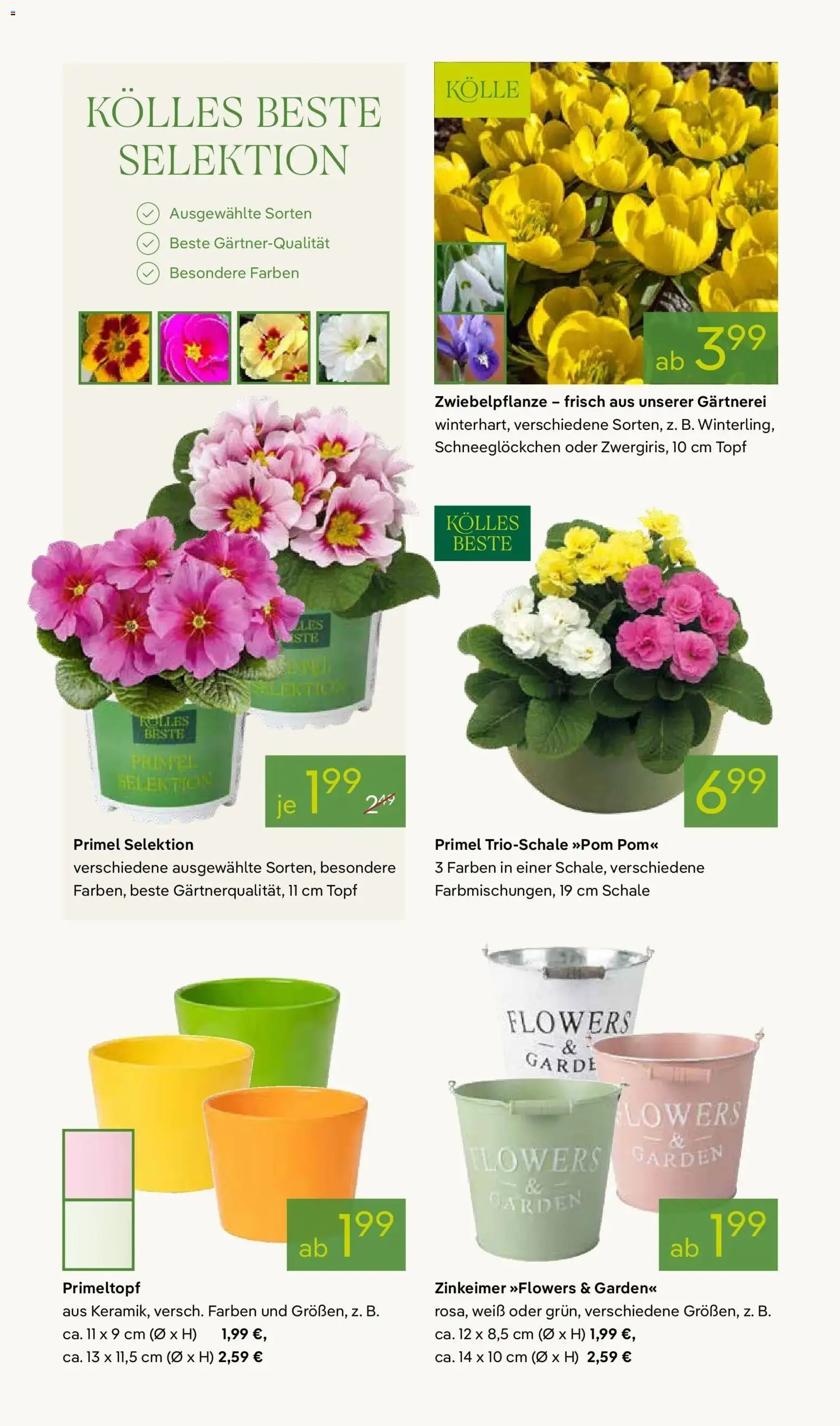 Pflanzen-Kölle - Pflanzen-Kölle: Valentinstag – gültig ab 08.02.2026 | Seite: 8