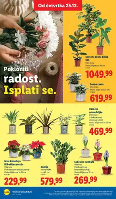 Mini kalanhoja ili božićna zvezda, Više boja, U ukrasnoj keramičkoj saksiji, Visina biljke cca 14-16 cm - pregled Lidl kataloga - važi od 25.12.2025 | Strana: 50