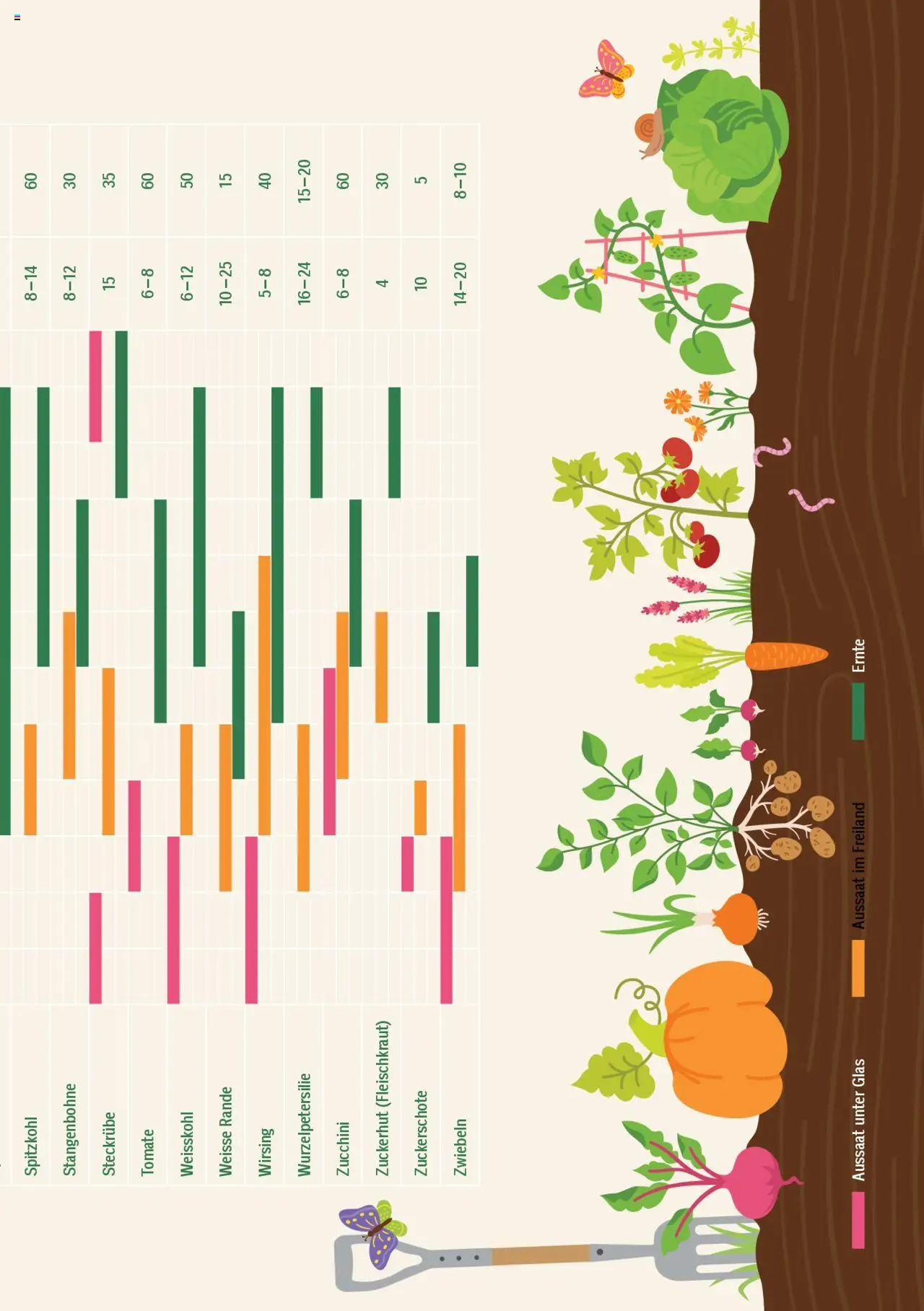 Jumbo Aktionen Dein Garten 2025 ab 21.02.2025 | Seite: 31 | Produkte: Rande, Zwiebeln