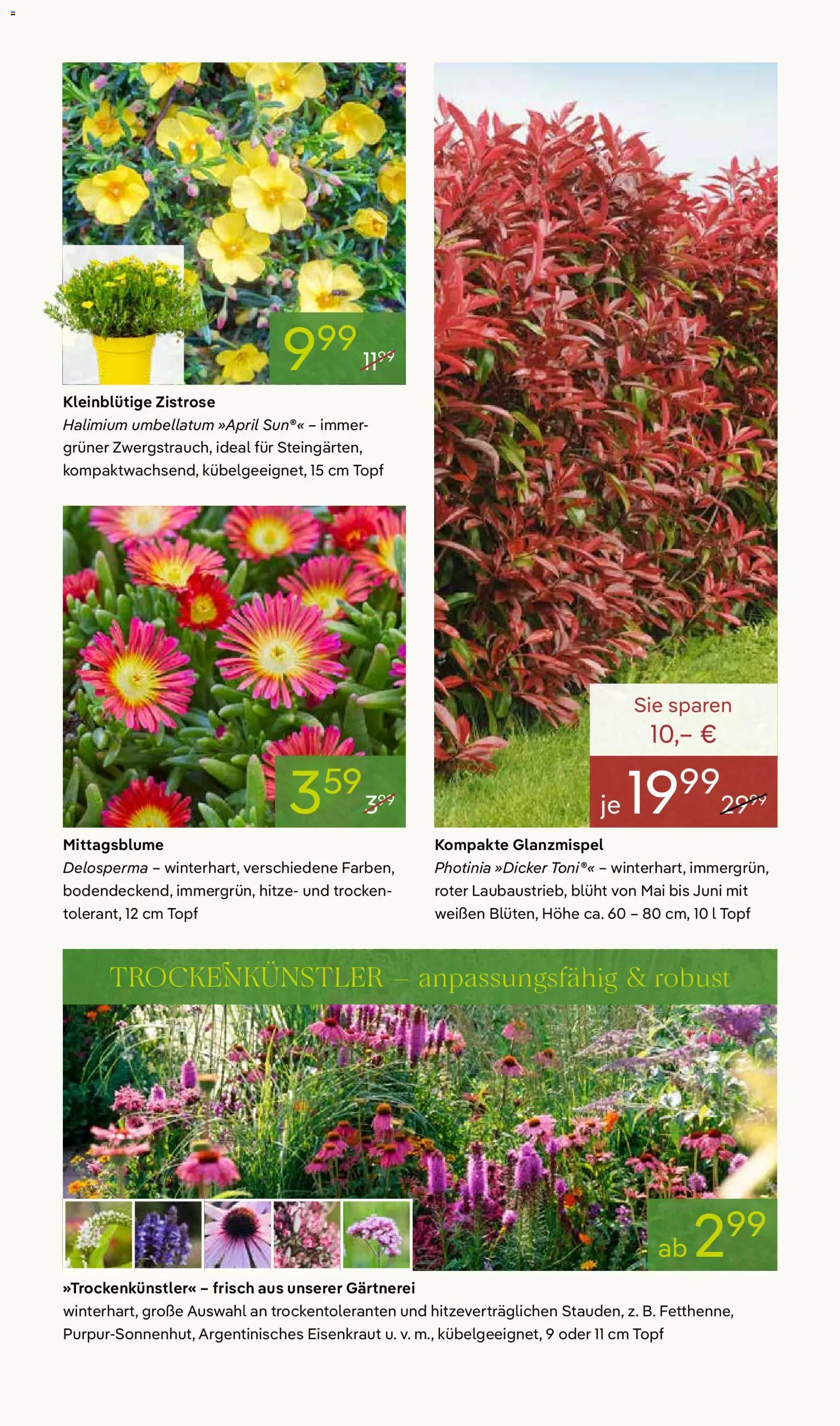 Pflanzen-Kölle Prospekt 	 – gültig ab 07.04.2026 | Seite: 7
