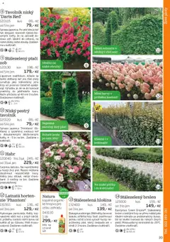 Náhled letáku Starkl katalog podzim 2025 od 01.08.2025 | Strana: 39