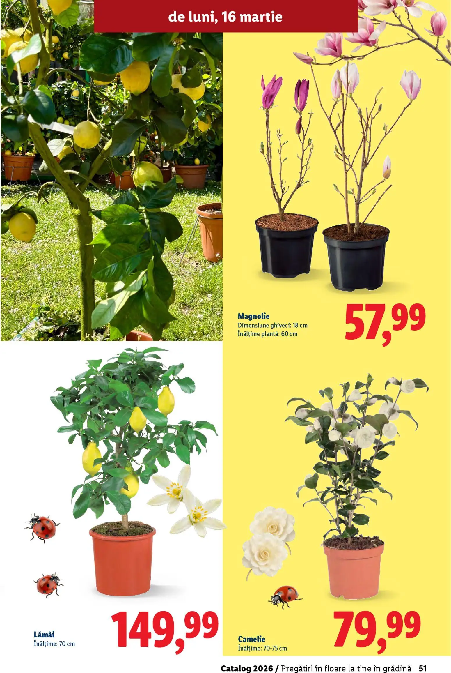 Noul catalog Lidl – valabil de la 19.02.2026 | Pagină: 51 | Produse: Ghiveci