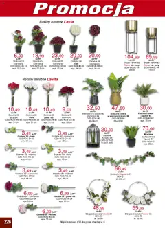 Bodzio Katalog od 01.07.2025 | Strona: 226 | Produkty: Paproć, Rosliny, Róż, Kwiaty
