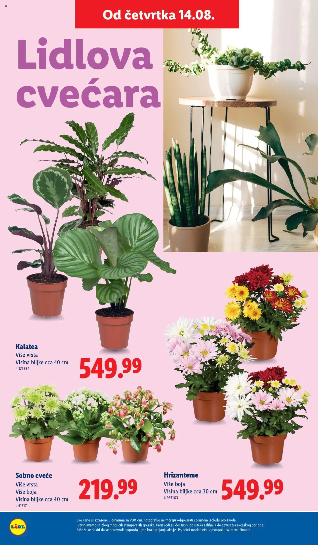 Lidl katalog - važi od 14.08.2025 | Strana: 42 | Proizvode: Cvece