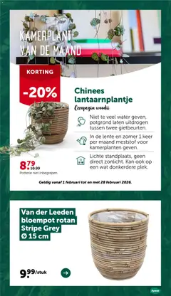 Aveve folder - Voorbeeld van een folder van Aveve, geldig van 11.02.2026 | Pagina: 12 | Producten: Kamerplanten, Kan