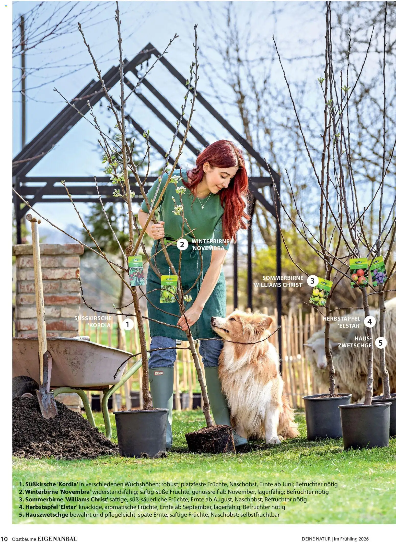 Dehner Flugblatt gültig ab 05.03.2026 | Seite: 10