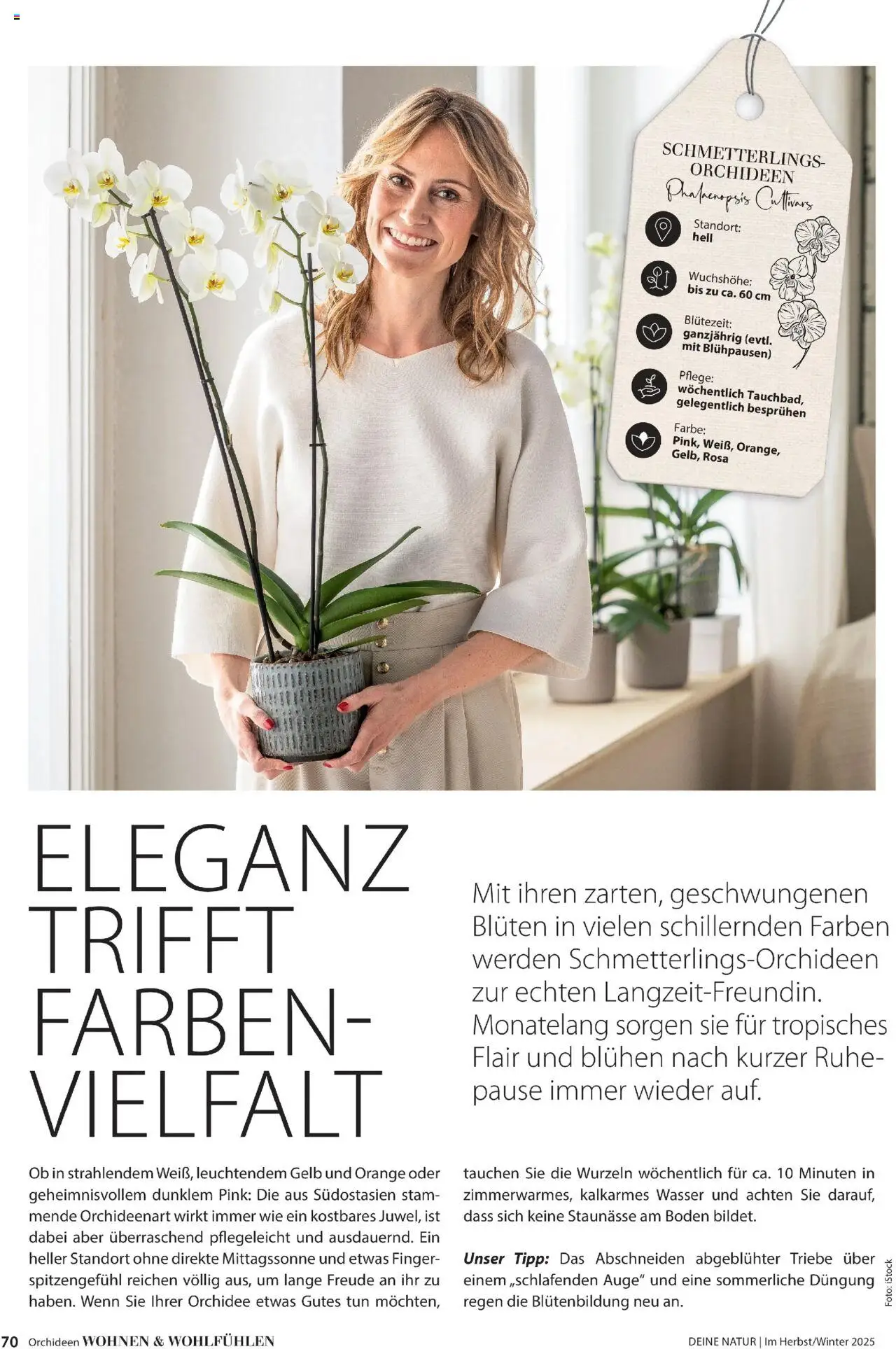 Dehner Prospekt Deine Natur – gültig ab 09.10.2025 | Seite: 70 | Produkte: Orchidee, Wasser