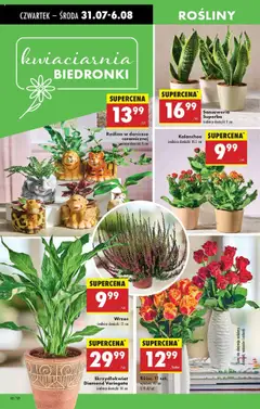 Biedronka gazetka - Oferta W tym tygodniu od 31.07.2025 | Strona: 32 | Produkty: Wrzos, Rosliny, Doniczki, Kalanchoe