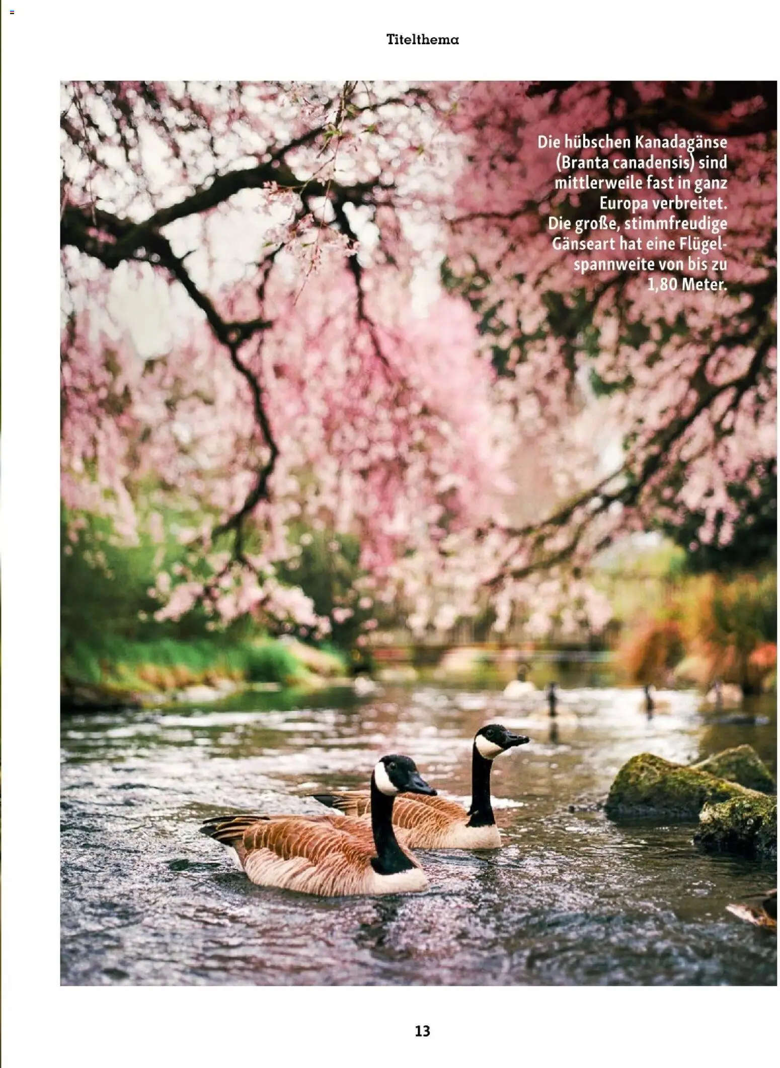 Fressnapf Friends 02/26 gültig ab 01.03.2026 | Seite: 13