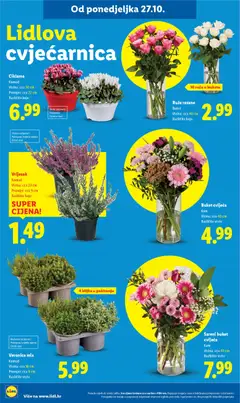 Vrijesak, Komad, Visina: cca 23 cm, Promjer: cca 9 cm, Različite boje, Obilno zalijevati, Polusjena/svijetlo mjesto, Držati vani - Pregled kataloga iz trgovine Lidl, vrijedi od 27.10.2025 | Stranica: 56