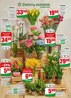 Pogląd oferty "Tulipany, wysokość: 35 cm, liczba sztuk: 21/bukiet" - ważna od 01.04.2026 | Strona: 61 | Produkty: Goździki, Doniczka, Storczyk, Tulipany